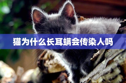 貓為什么長耳螨會傳染人嗎