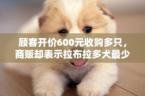 顧客開價600元收購多只，商販卻表示拉布拉多犬最少700元一只！ 