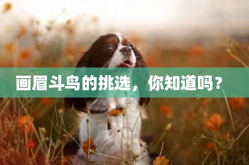 畫眉斗鳥的挑選，你知道嗎？ 