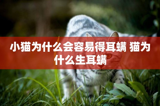 小貓為什么會容易得耳螨 貓為什么生耳螨