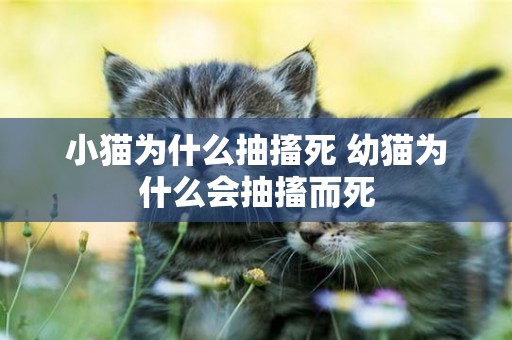 小貓為什么抽搐死 幼貓為什么會抽搐而死