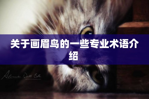 關于畫眉鳥的一些專業術語介紹 