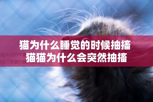 貓為什么睡覺的時候抽搐 貓貓為什么會突然抽搐