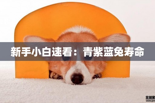 新手小白速看:青紫藍兔壽命 新手小白速看:青紫藍兔壽命