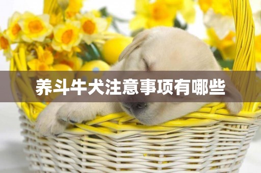 養斗牛犬注意事項有哪些