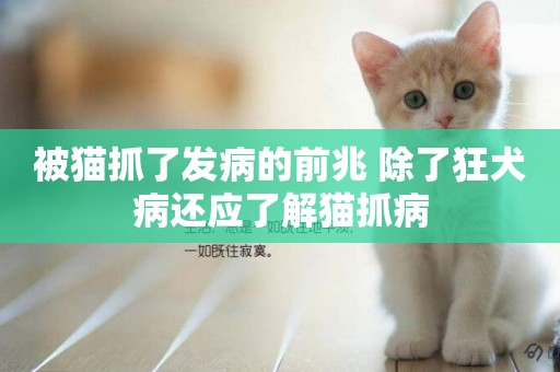 被貓抓了發病的前兆 除了狂犬病還應了解貓抓病