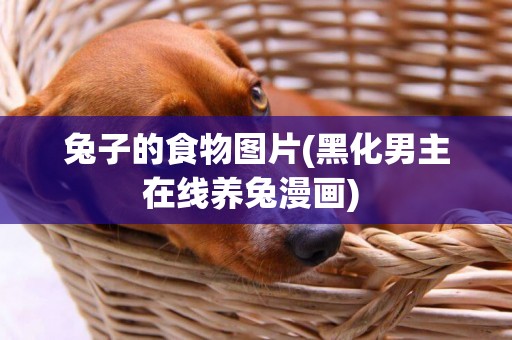 兔子的食物圖片(黑化男主在線養兔漫畫) 