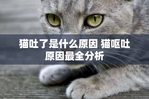 貓吐了是什么原因 貓嘔吐原因最全分析 貓吐了是什么原因 貓嘔吐原因最全分析