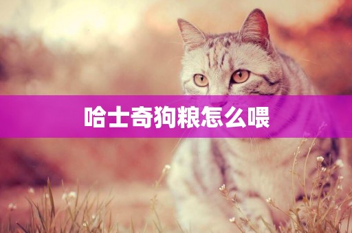 哈士奇狗糧怎么喂