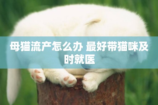 母貓流產怎么辦 最好帶貓咪及時就醫