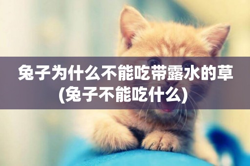 兔子為什么不能吃帶露水的草(兔子不能吃什么) 