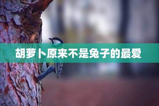 胡蘿卜原來不是兔子的最愛 