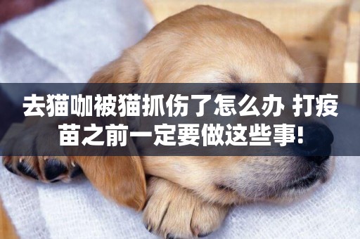 去貓咖被貓抓傷了怎么辦 打疫苗之前一定要做這些事!