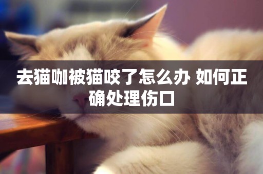 去貓咖被貓咬了怎么辦 如何正確處理傷口