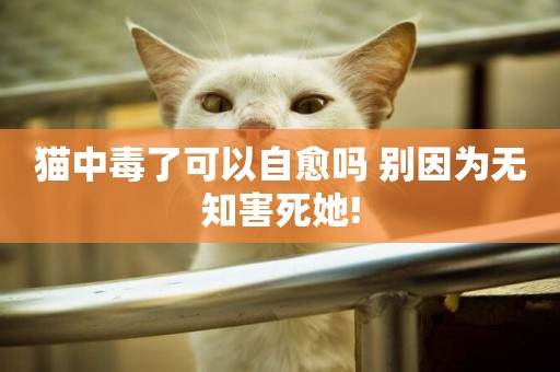 貓中毒了可以自愈嗎 別因為無知害死她!