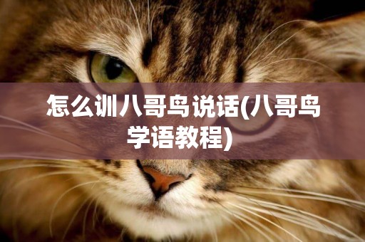 怎么訓八哥鳥說話(八哥鳥學語教程) 