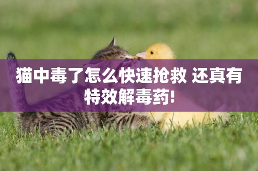 貓中毒了怎么快速搶救 還真有特效解毒藥!