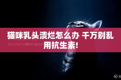 貓咪乳頭潰爛怎么辦 千萬別亂用抗生素!