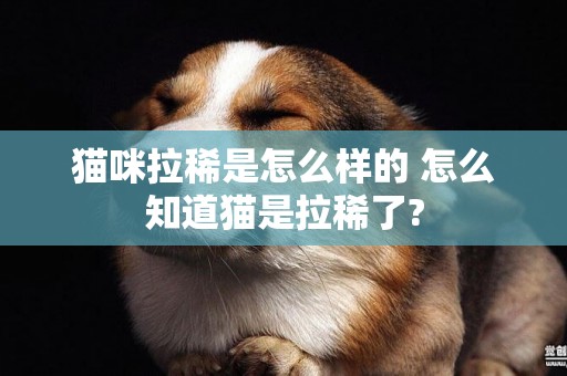 貓咪拉稀是怎么樣的 怎么知道貓是拉稀了?