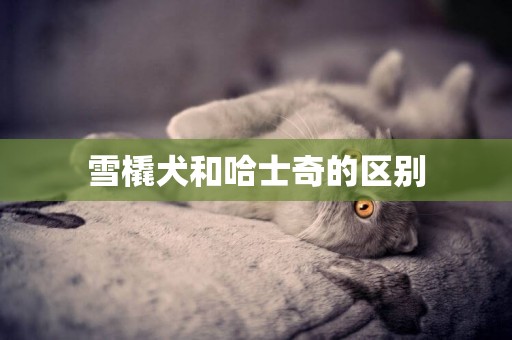 雪橇犬和哈士奇的區別