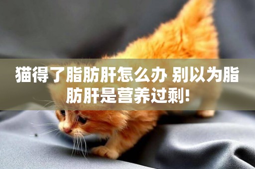 貓得了脂肪肝怎么辦 別以為脂肪肝是營養過剩!