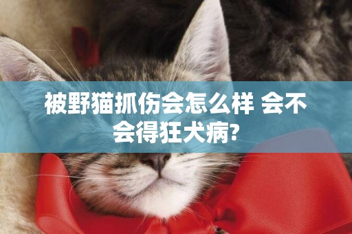 被野貓抓傷會怎么樣 會不會得狂犬病?