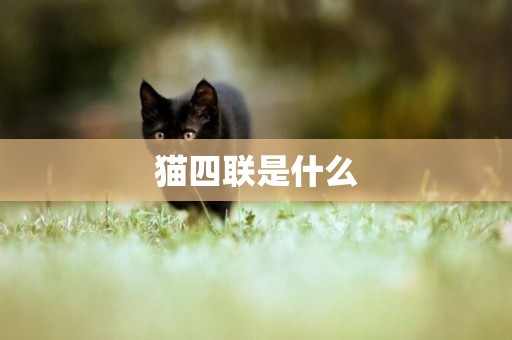貓四聯是什么