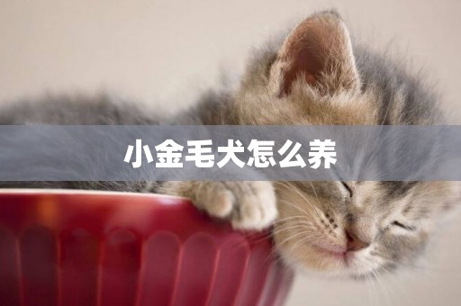 小金毛犬怎么養