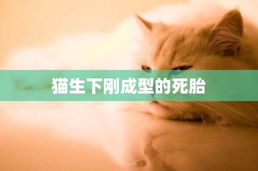貓生下剛成型的死胎