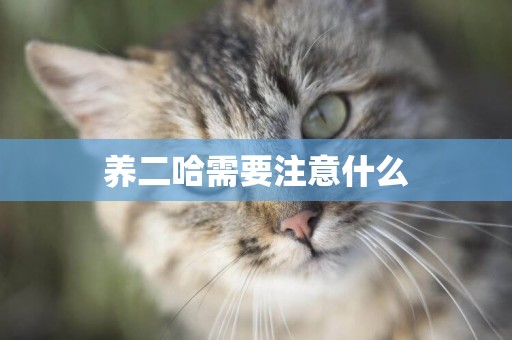 養二哈需要注意什么