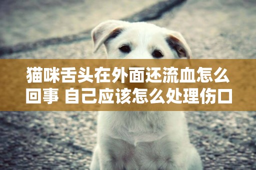 貓咪舌頭在外面還流血怎么回事 自己應該怎么處理傷口