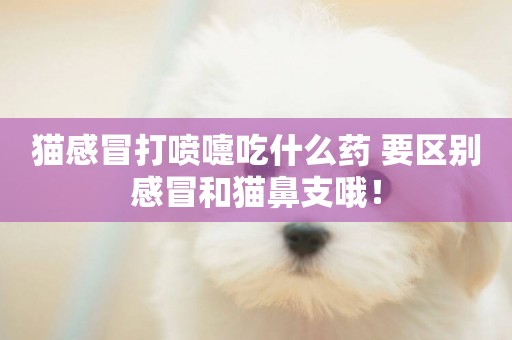 貓感冒打噴嚏吃什么藥 要區別感冒和貓鼻支哦！