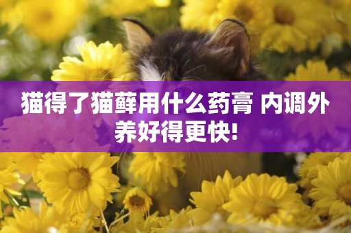 貓得了貓蘚用什么藥膏 內調外養好得更快!