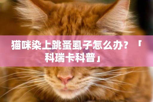 貓咪染上跳蚤虱子怎么辦？「科瑞卡科普」 
