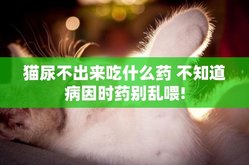 貓尿不出來吃什么藥 不知道病因時藥別亂喂!