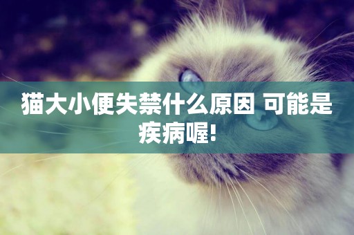 貓大小便失禁什么原因 可能是疾病喔!