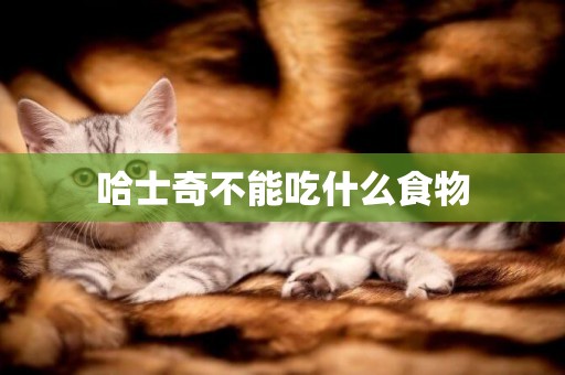 哈士奇不能吃什么食物