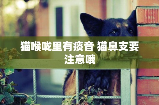 貓喉嚨里有痰音 貓鼻支要注意哦