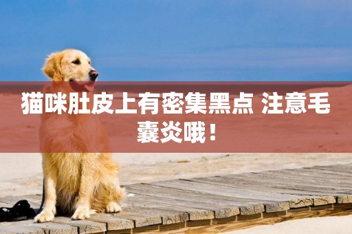 貓咪肚皮上有密集黑點 注意毛囊炎哦！