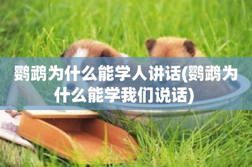 鸚鵡為什么能學人講話(鸚鵡為什么能學我們說話) 