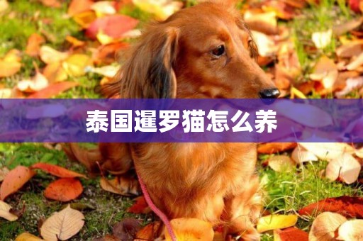 泰國暹羅貓怎么養