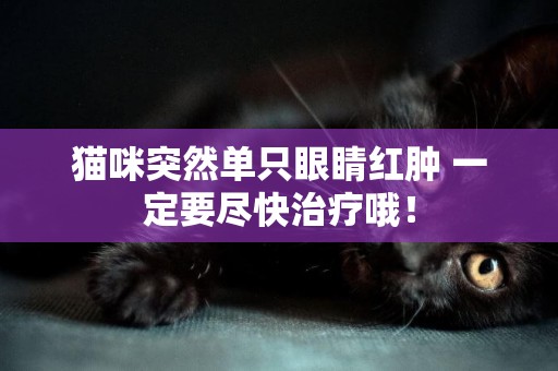 貓咪突然單只眼睛紅腫 一定要盡快治療哦！