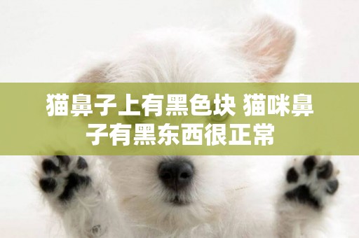 貓鼻子上有黑色塊 貓咪鼻子有黑東西很正常