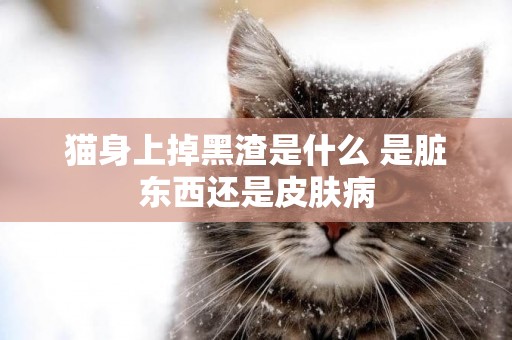 貓身上掉黑渣是什么 是臟東西還是皮膚病