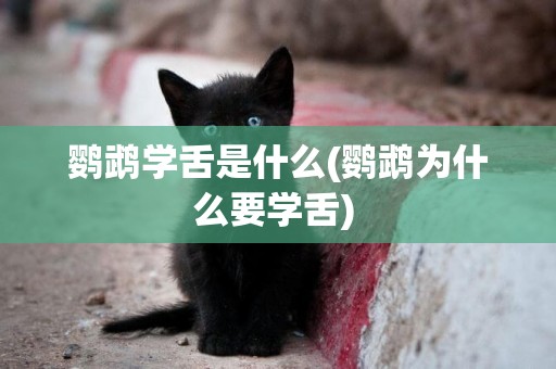 鸚鵡學舌是什么(鸚鵡為什么要學舌) 