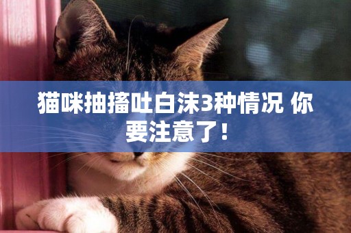 貓咪抽搐吐白沫3種情況 你要注意了！