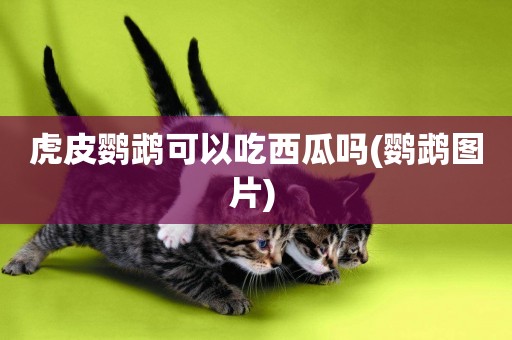 虎皮鸚鵡可以吃西瓜嗎(鸚鵡圖片) 