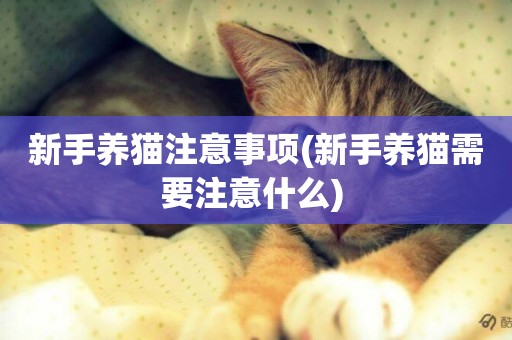新手養貓注意事項(新手養貓需要注意什么) 