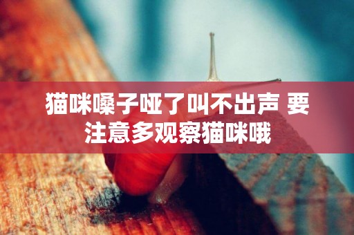 貓咪嗓子啞了叫不出聲 要注意多觀察貓咪哦