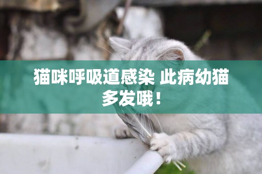 貓咪呼吸道感染 此病幼貓多發哦！